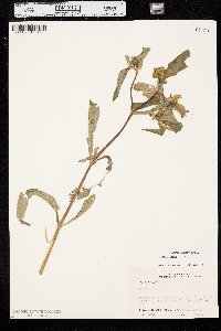 Bidens laevis image