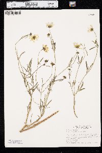 Bidens mitis image