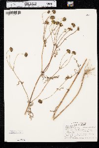 Bidens polylepis image