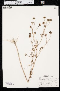 Bidens polylepis image