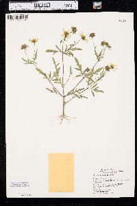 Bidens polylepis image