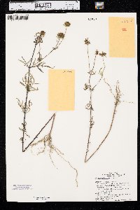 Bidens polylepis image