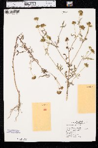 Bidens polylepis image