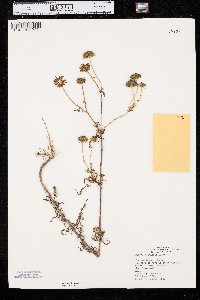 Bidens polylepis image