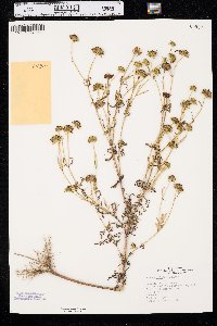 Bidens polylepis image