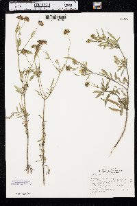 Bidens polylepis image