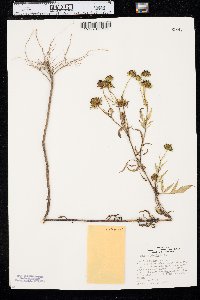 Bidens polylepis image