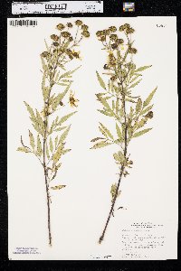 Bidens polylepis image