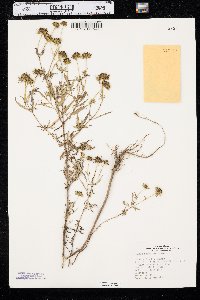 Bidens polylepis image