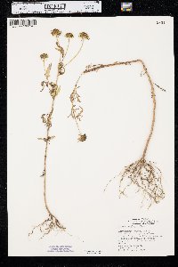 Bidens polylepis image