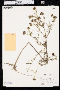 Bidens polylepis image