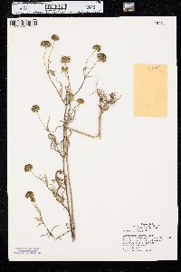 Bidens polylepis image