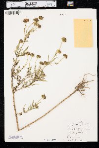 Bidens polylepis image