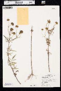 Bidens polylepis image