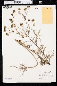 Bidens polylepis image