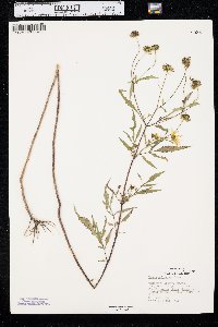 Bidens polylepis image