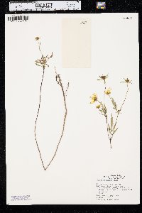 Bidens polylepis image