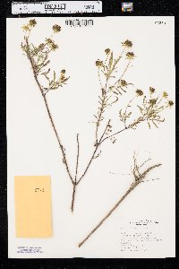 Bidens polylepis image