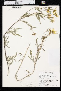 Bidens polylepis image