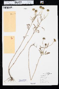 Bidens polylepis image