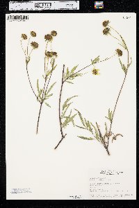 Bidens polylepis image