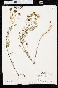 Bidens polylepis image