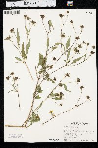 Bidens polylepis image