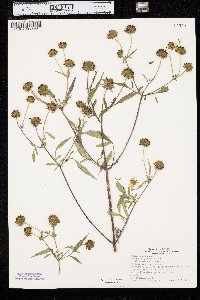 Bidens polylepis image