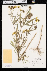 Bidens polylepis image