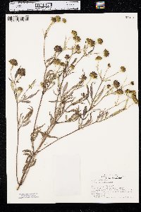 Bidens polylepis image