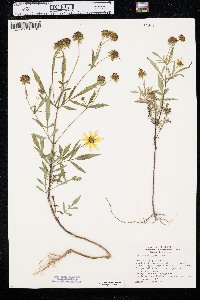 Bidens polylepis image