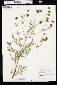 Bidens polylepis image