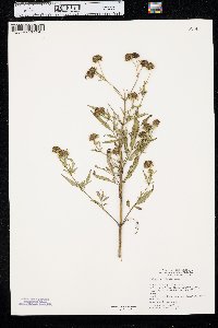 Bidens polylepis image