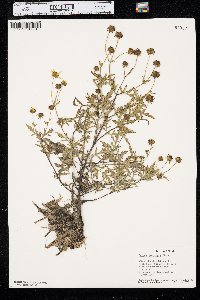 Bidens polylepis image