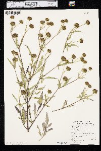 Bidens polylepis image