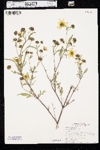 Bidens polylepis image