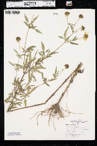 Bidens polylepis image