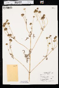 Bidens polylepis image