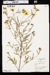 Bidens polylepis image