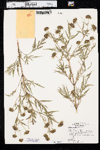 Bidens polylepis image