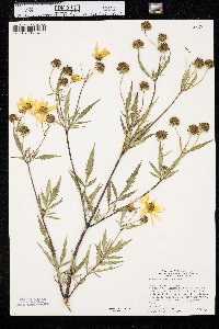 Bidens polylepis image