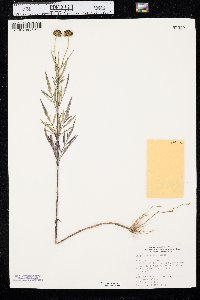 Bidens polylepis image