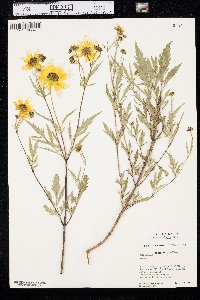 Bidens polylepis image