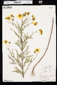 Bidens polylepis image