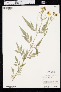 Bidens polylepis image