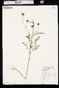 Bidens polylepis image