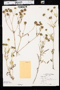 Bidens polylepis image