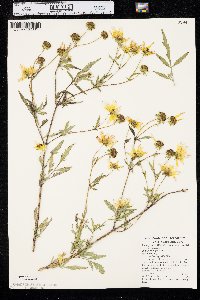 Bidens polylepis image