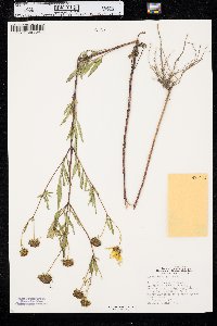 Bidens polylepis image