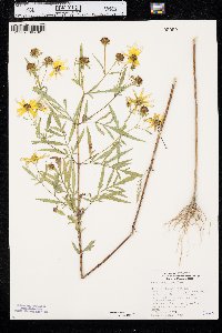 Bidens polylepis image